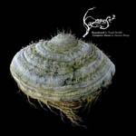 Samorost 2 Box Art