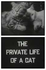 The Private Life of a Cat Box Art