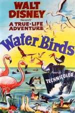 Water Birds Box Art