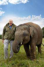 Attenborough and the Giant Elephant Box Art